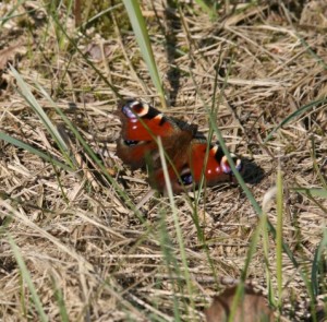 Kein seltener Besucher im Finkens Garten: Ein Schmetterling sonnt sich genüsslich.