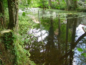Teich im Wald
