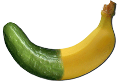Ein Hybrid? Die Bananengurke (c) Michael Mertes (Aristillus)  / pixelio.de